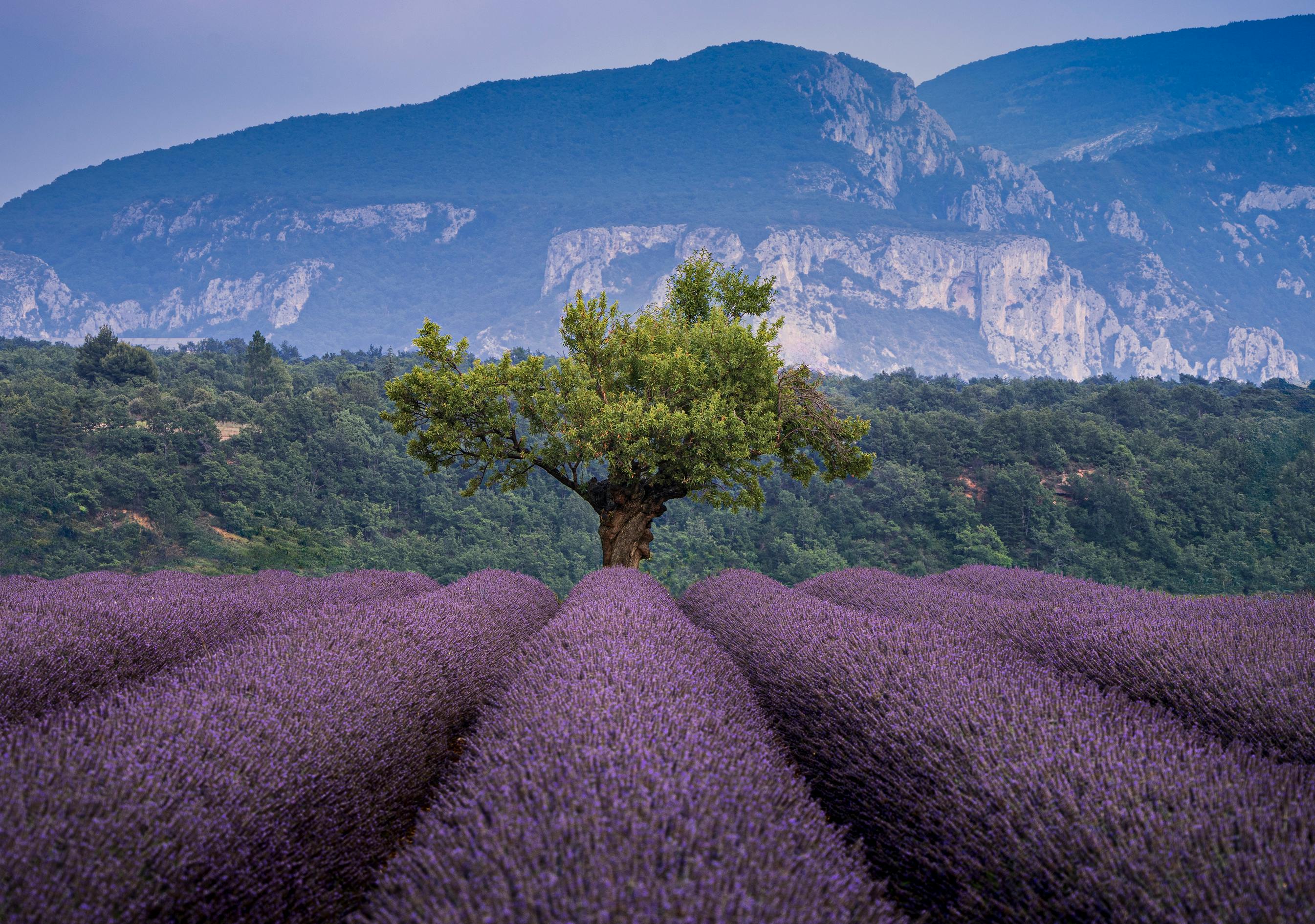 Provence